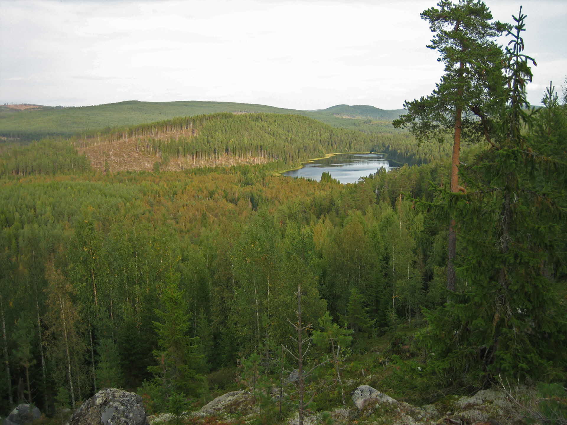 Forest view från Sörgraninge